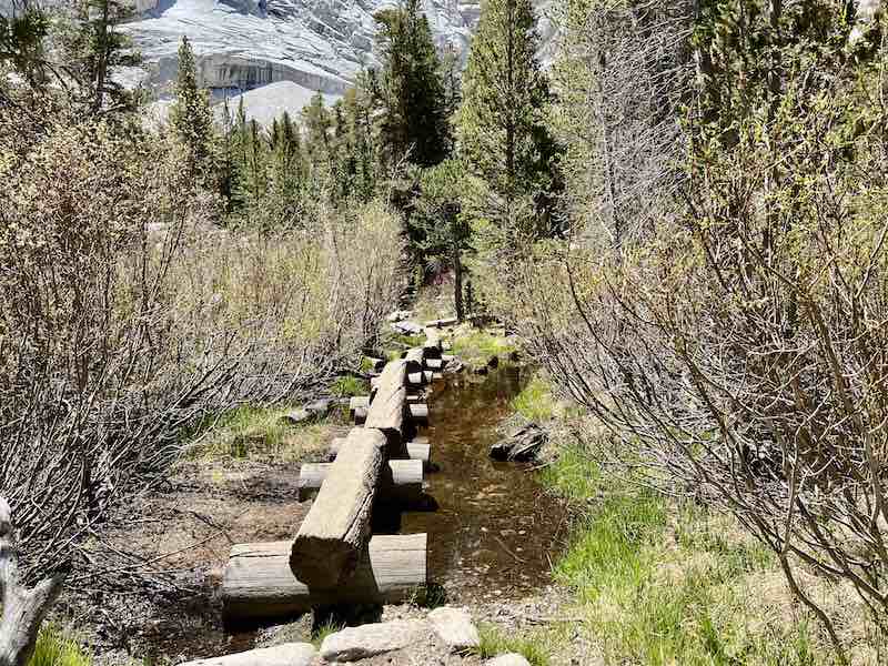 Wooden log crossing over a shallow stream on the Mount Whitney main trail, surrounded by dense shrubs and pine trees.