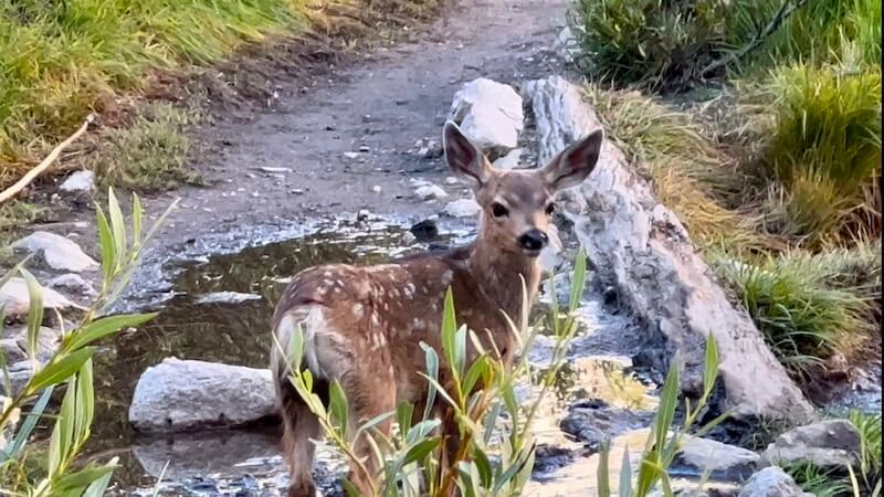 A young fawn stands alert on a trail in Bighorn Park along the Mount Whitney Trail. Its coat is dotted with white spots, blending into the natural surroundings. The deer pauses by a shallow stream, framed by lush green grasses and rocks, as it gazes directly at me with curiosity.