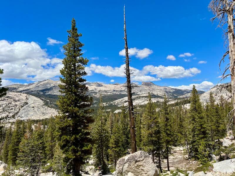 A forked-tongued dead tree standing amidst vibrant pines in Yosemite National Park, used as a landmark guiding the way to a campsite near a seasonal pond on the final stretch to Clouds Rest.