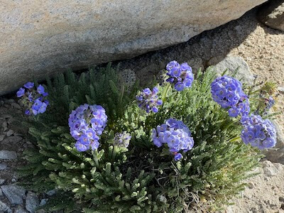 A close up of a small cluster of Sky Pilot (Polemonium eximium) flowers blooming at high altitude, their vibrant purple-blue petals standing out against the barren, rocky terrain near a large granite boulder.