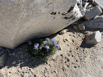 A small cluster of Sky Pilot (Polemonium eximium) flowers blooming at high altitude, their vibrant purple-blue petals standing out against the barren, rocky terrain near a large granite boulder.